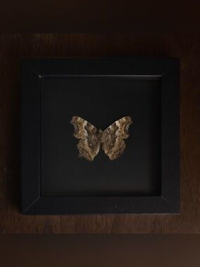 Frames butterfly specimen